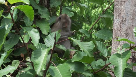 Wilder-Makakenaffe-In-Einem-Baum-Im-Dschungel