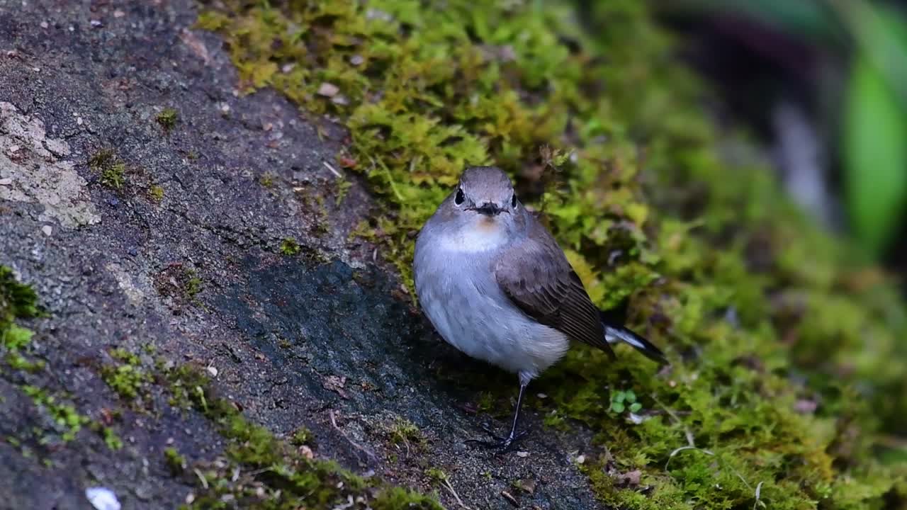 papamoscas taiga, hembra,