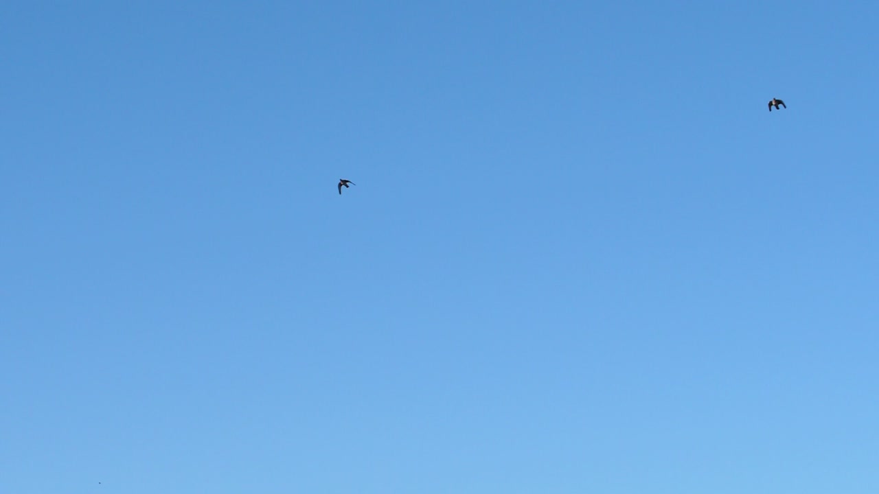 duer, der flyver gennem rammen i langsom bevægelse i det fjerne