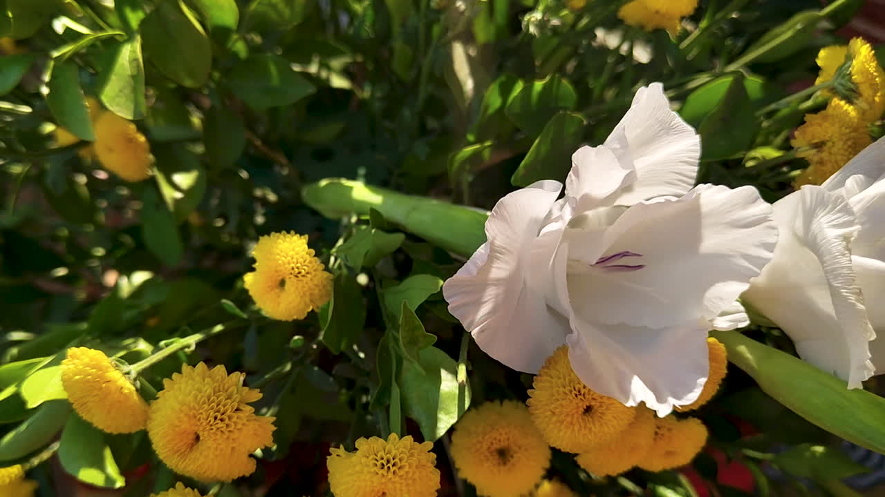 Fiore bianco da giardino che sboccia tra fiori a bottone gialli e foglie verdi in un ambiente di giardino esterno. La luce solare naturale evidenzia i petali e la bellezza della natura fresca di primavera.