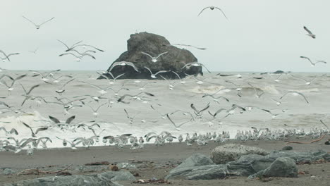 Toma-Amplia-En-Cámara-Lenta-De-Una-Bandada-De-Gaviotas-Mientras-Toman-Vuelo