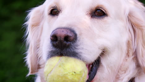 cão labrador com uma bola de tênis na boca à espera de jogar