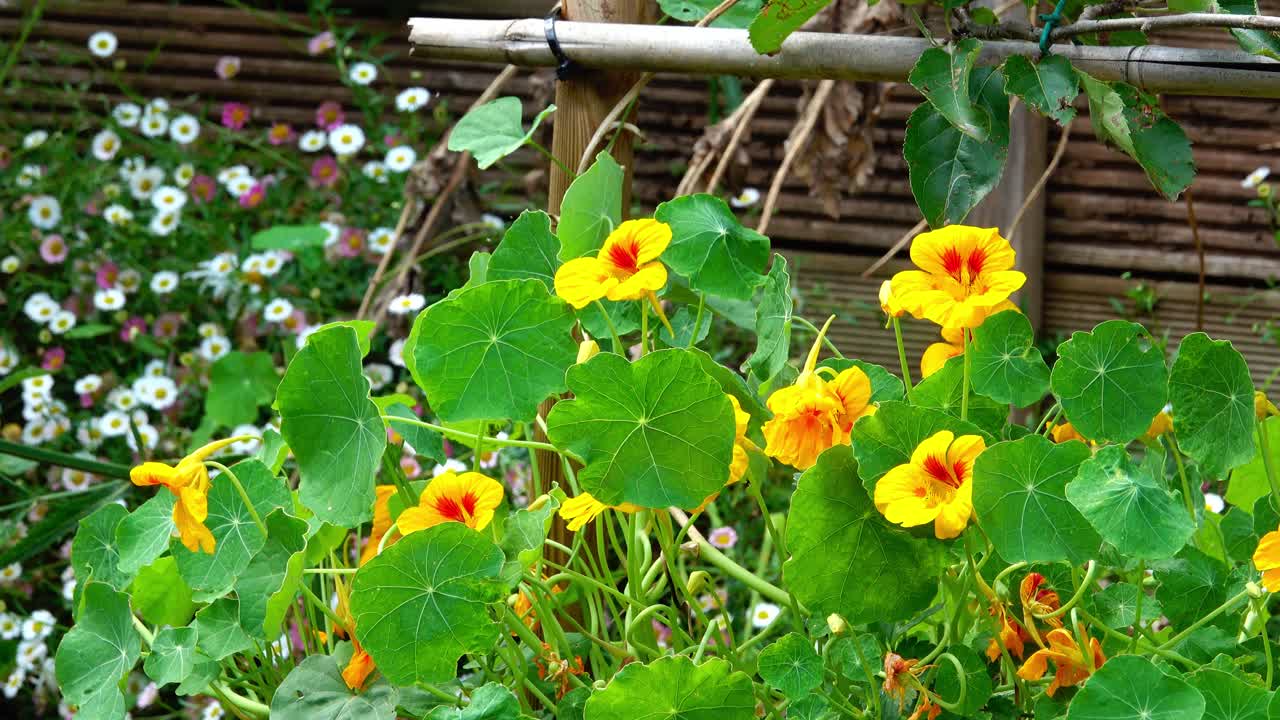 잎이 부드럽게 바람에 움직이는 노란색 나스투르티움