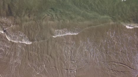 Grünes,-Durchscheinendes-Meer-An-Einem-Sandstrand-Auf-Einer-Tropischen-Insel-Mit-Surfern-Und-Hunden,-Die-Am-Strand-Spielen-Und-Genießen