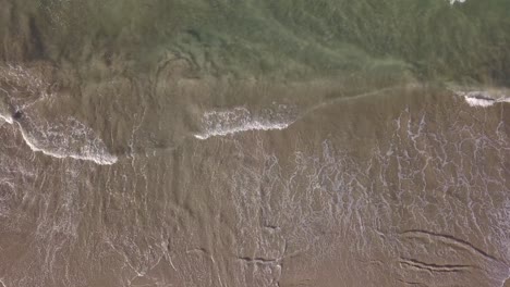 green translucent sea on a sandy beach on a tropical island with surfers and dogs playing and enjoying the beach