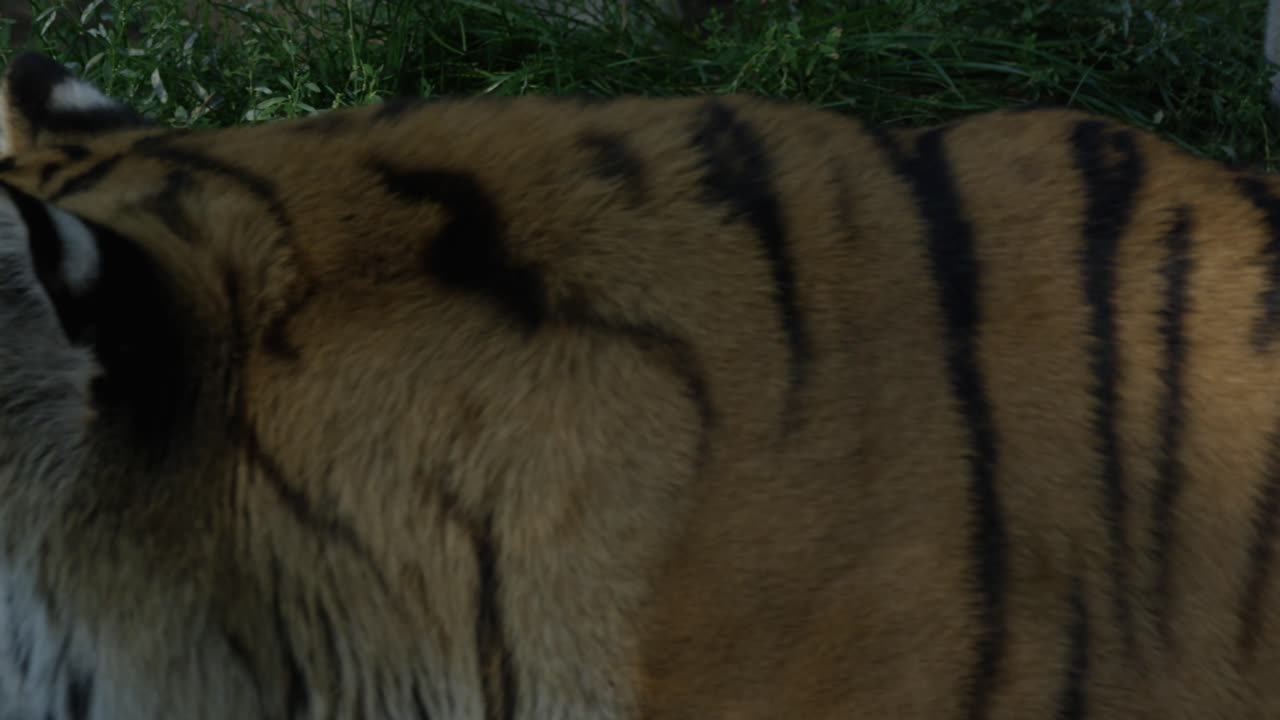 호랑이 피부와 물에 반사, 따뜻하고 은 날, 자연과 정글, 빨간색 4k