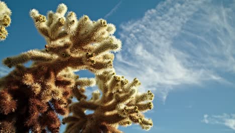 Planta-De-Cactus-En-El-Parque-Nacional-Joshua-Tree-En-California-En-Un-Día-Parcialmente-Nublado-Con-Video-Dolly-En-Movimiento