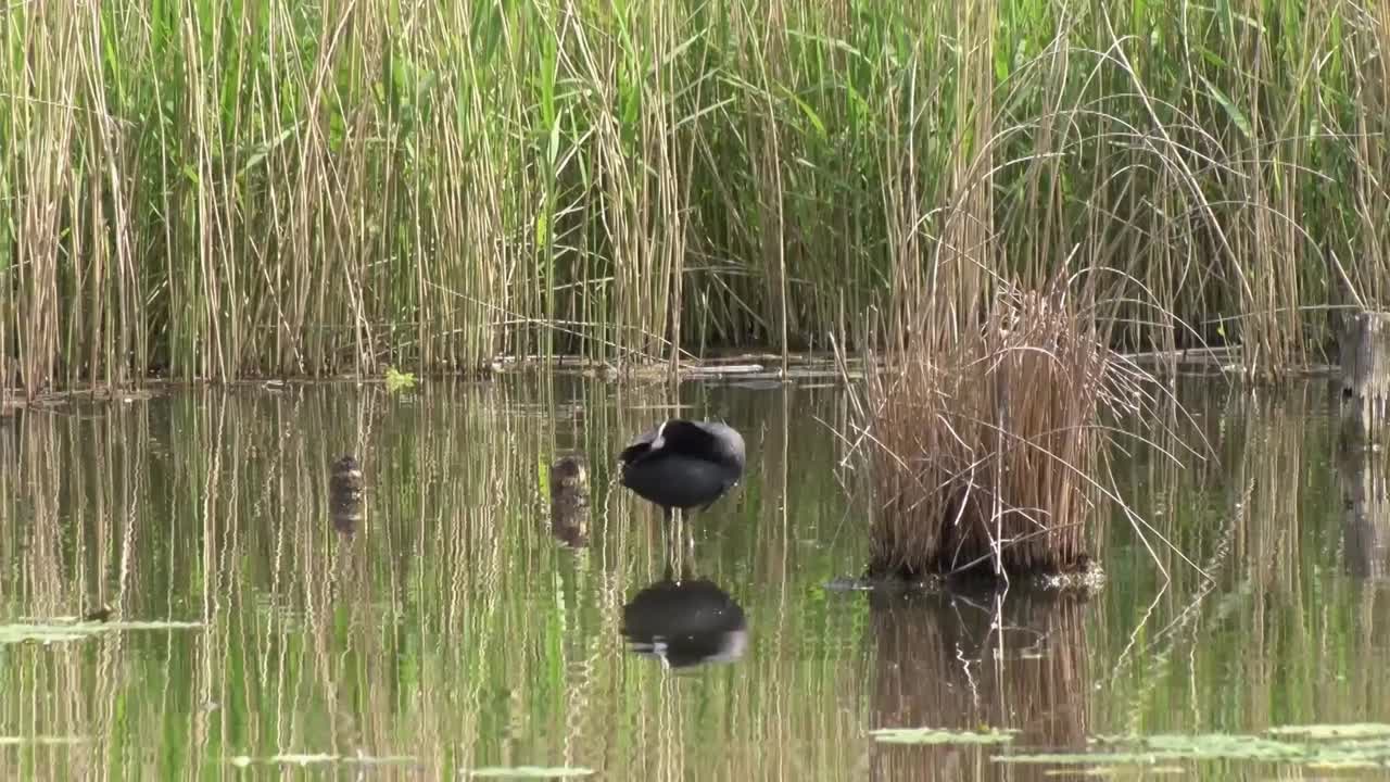 una coot, fulica atra, se limpia mientras está de pie en aguas poco profundas