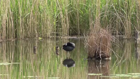 a coot, fulica atra, preening itself while standing in shallow water