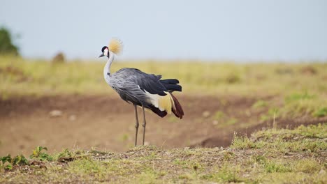 slow motion shot of grey crowned cranes grazing on the mara river bank, beautiful plumage, colourful african bird wildlife in maasai mara national reserve, kenya, africa safari animals