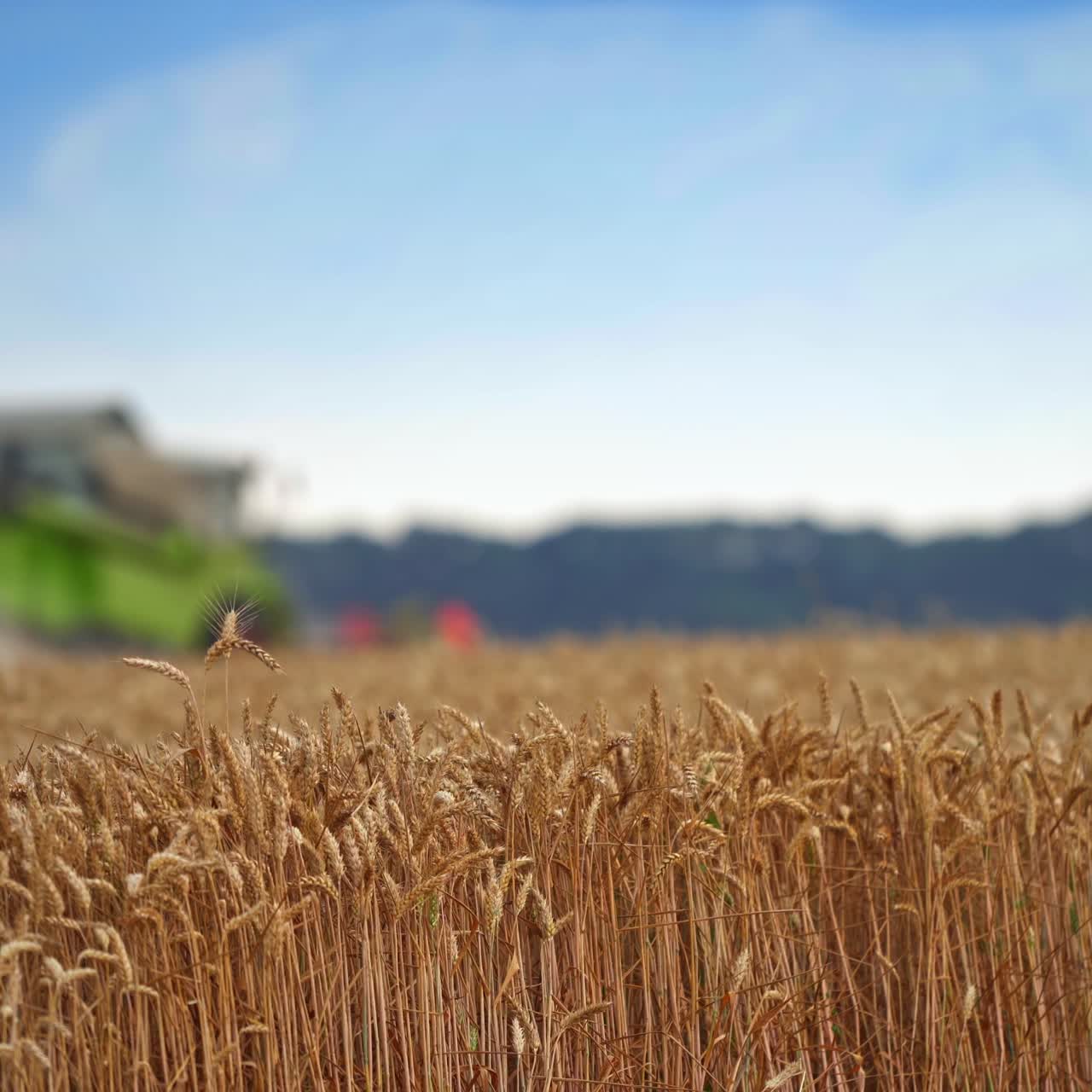 Heavy ears of wheat in the plantation. Wheat spikelets standing still on the summer windless day. Blurred harvester working at the backdrop