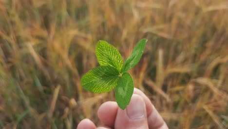 Woman-Holding-Four-Quadruple-Four-Leaf-Clover-In-Hands