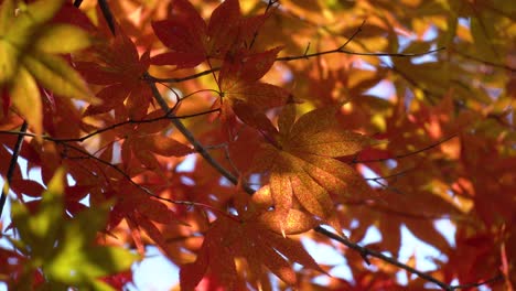 Japanese Maple branches and leaves in Autumn - close-up
