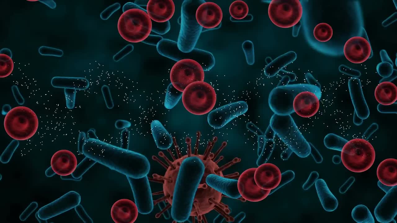 animación de células sanguíneas y bacterianas sobre fondo negro