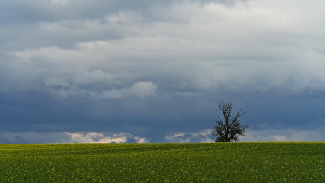 Time lapse of a solitary tree stands on the edge of a vast yellow field, framed beneath a dramatic, overcast sky filled with dark storm clouds.