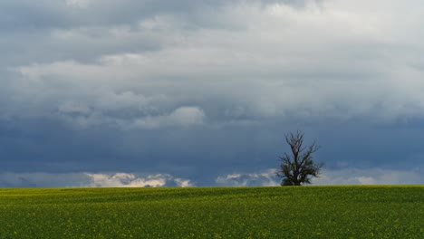 time lapse of a solitary tree stands on the edge of a vast yellow field, framed beneath a dramatic, overcast sky filled with dark storm clouds.