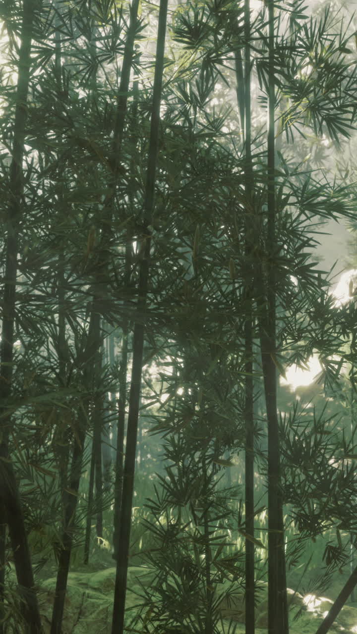 Foresta di bambù con la luce del sole che filtra tra le foglie nelle ore mattutine