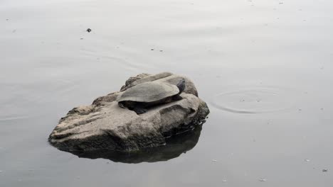 a turtle relaxing on a rock in the bright afternoon sunshine on a lake