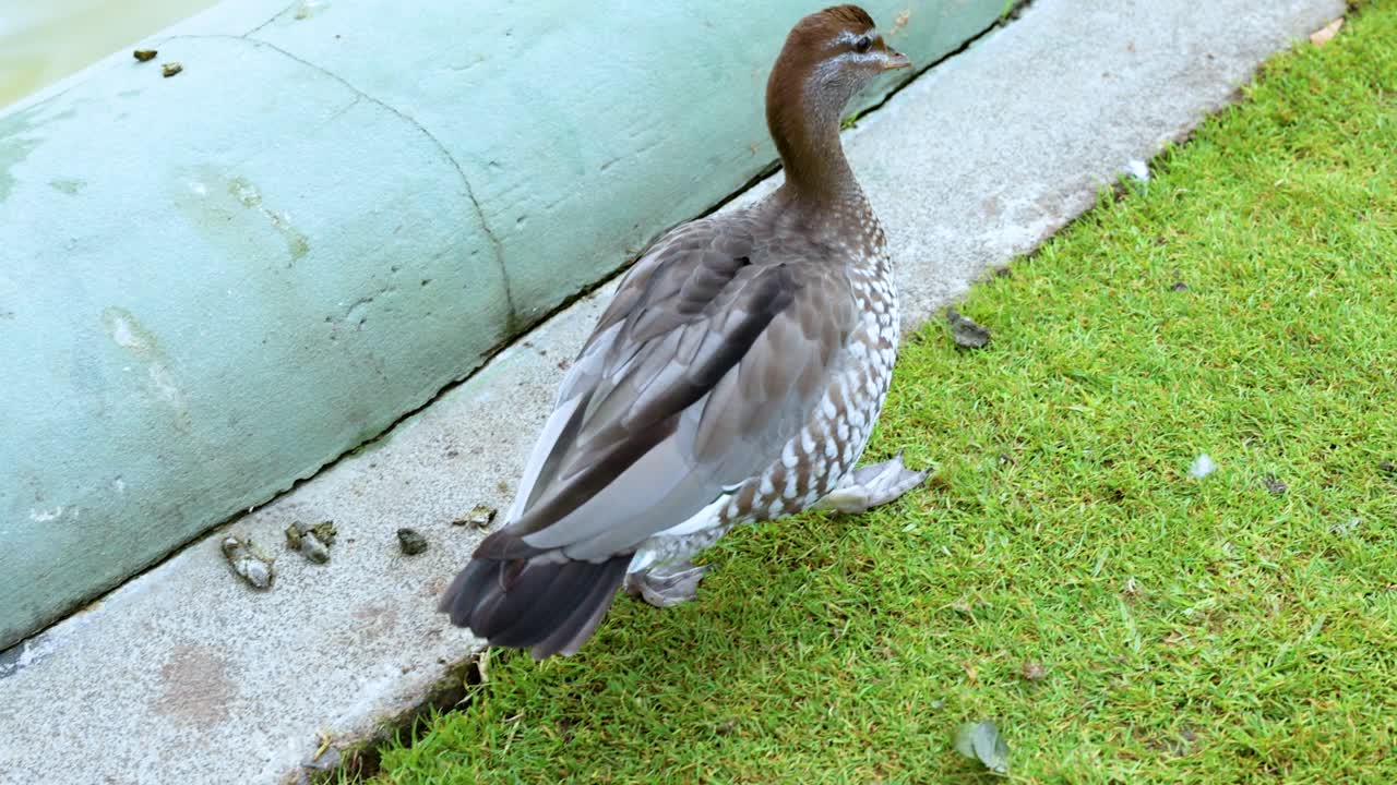 오스트레일리아 의 나무 오리 가 자연적 인 낮 빛 에 포착 된 물체  에 있는 잔디 가 많은 연안 을 산책 하고 있다