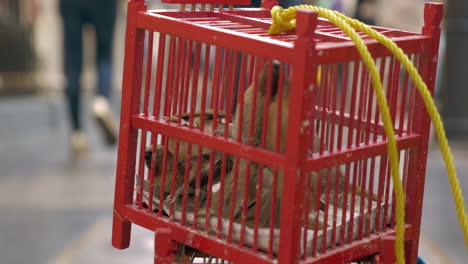 pájaros en jaula para la venta bangkok tailandia