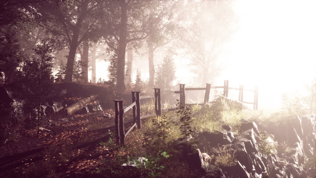 숲 속의 여름 안개