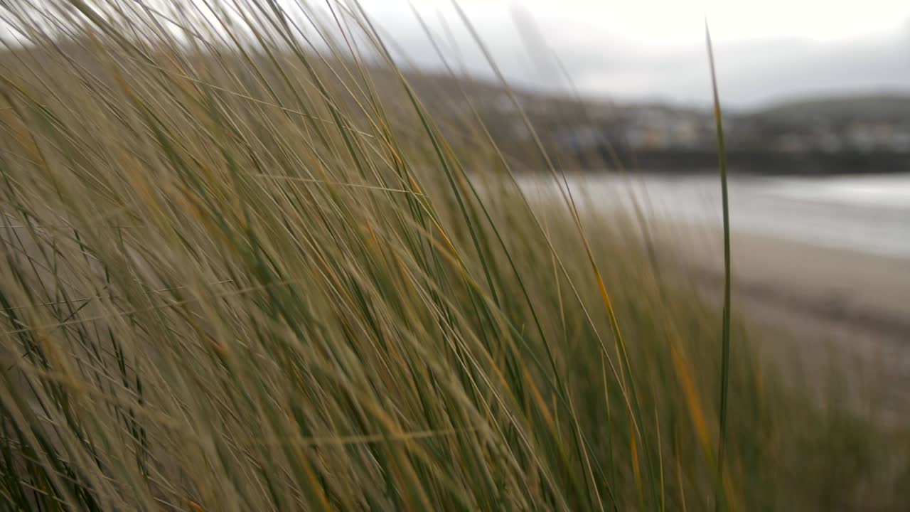 hierba verde y amarilla se mueve en el viento, playa de arena y océano en el fondo, toma en cámara lenta, día nublado y frío en irlanda