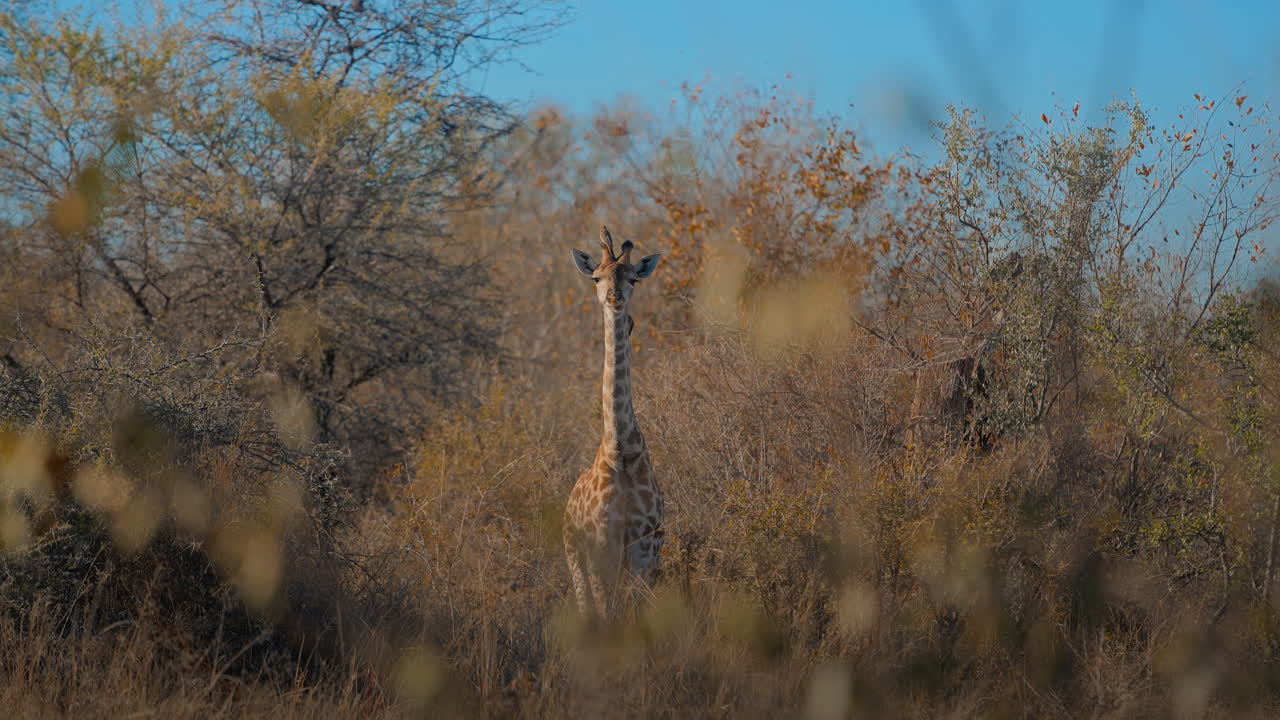 Young Giraffe in the African Savannah