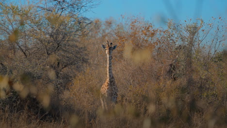 young giraffe in the african savannah