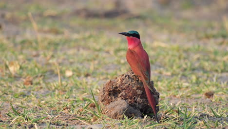 southern carmine bee-eater bird perching on wood on the ground in south africa