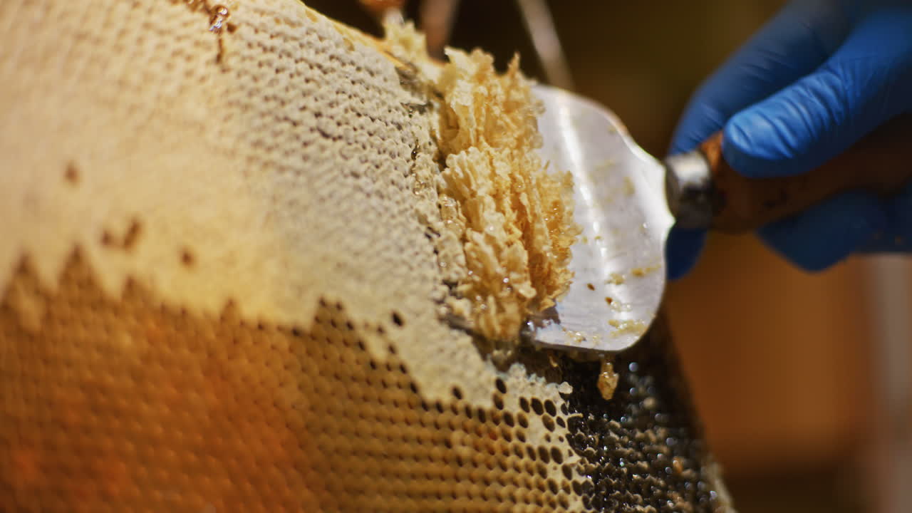 L'apicoltore rimuove delicatamente la cera d'api