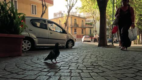 una paloma interactúa con los peatones que pasan