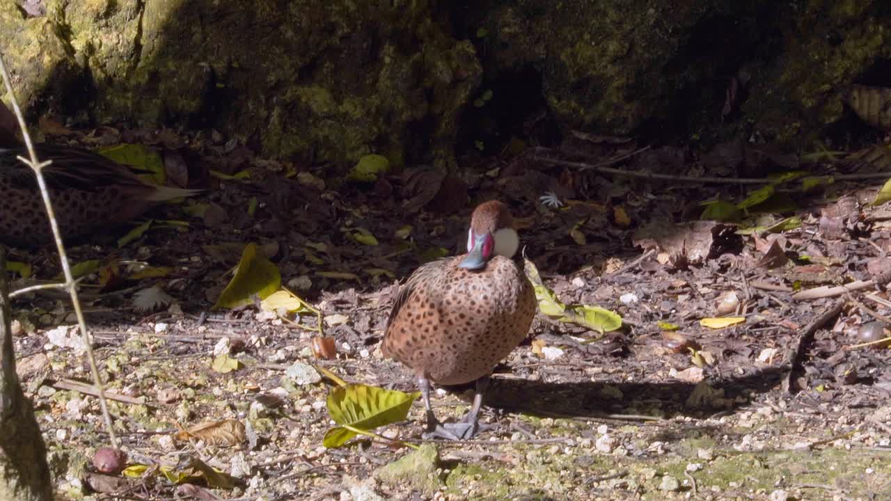 primer plano de pato de la orilla tomando el sol, plumaje marrón de pico rojo