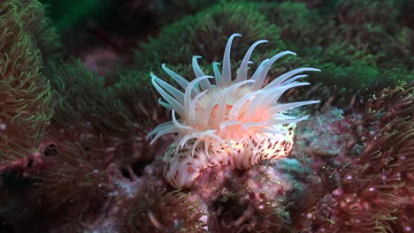 wide angle of bright orange sea anemone on coral reef in strong current