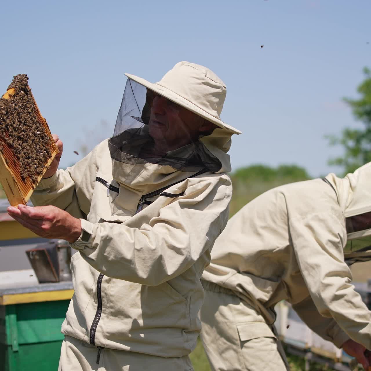 Male bee farmers checking up honey frames covered with bees at apiary. Bees swarming around. Nature blurred backdrop