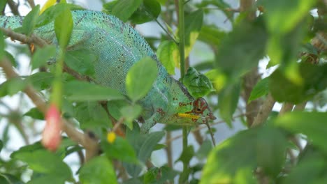 Chameleon-on-a-tree-in-the-jungle,-Madagaskar,-Nosy-Be,-Africa