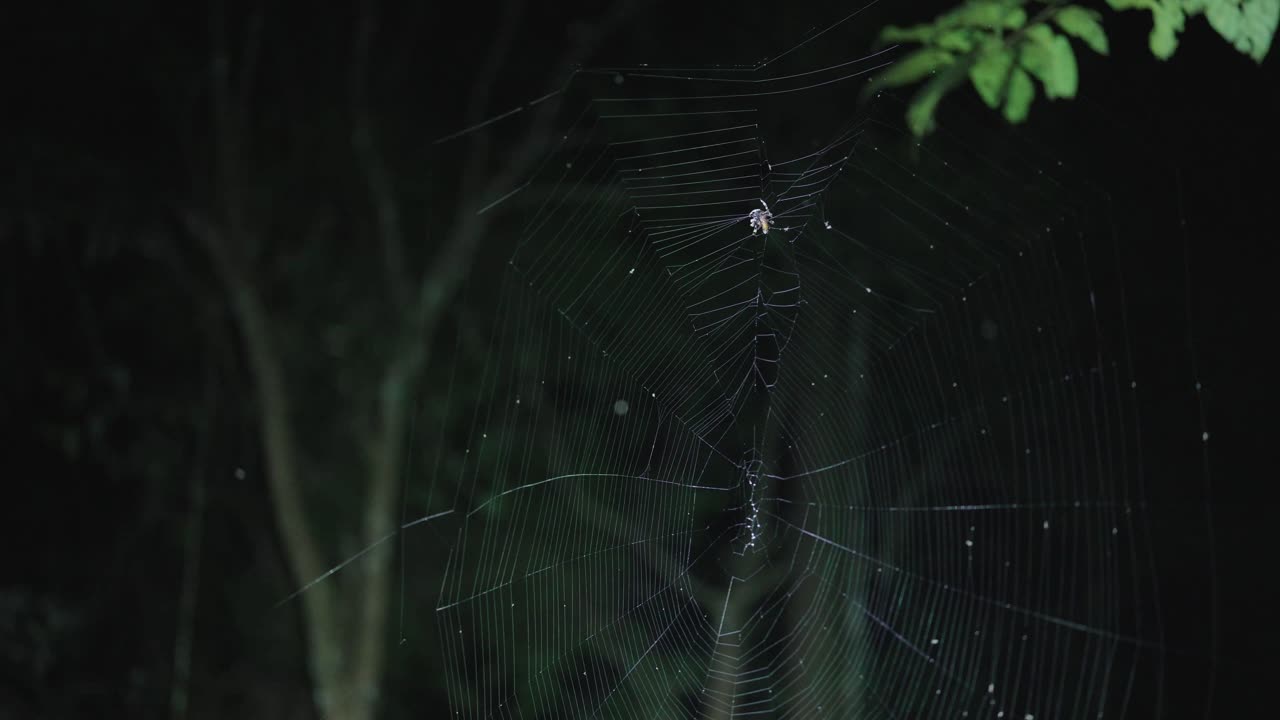 버키트 타판 의 길  에 있는 거미 가 벌레 를 감싸고 있다