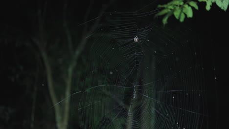 Eine-Spinne-Am-Straßenrand-In-Buckit-Tapan,-Die-Einen-Käfer-Einwickelt