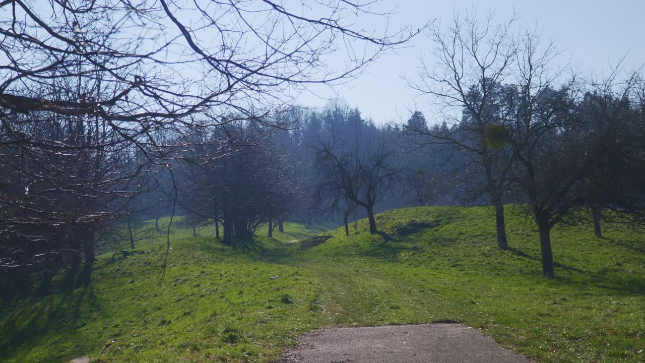 4k의 독일 검은 숲에 있는 산비탈 위의 난초