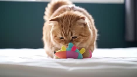 playful cat engaging with colorful toy: captivating moments of curiosity and fun as feline explores a soft surface in a bright indoor environment