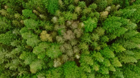 vertical drone shot, moving forward, of pine trees, and deciduous trees, seen from above and from a low height which makes the perspective somewhat unusual