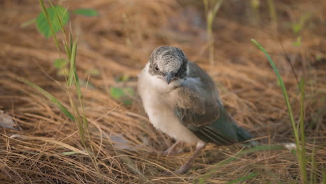 Weak azure-winged magpie chick bird close-up standing on the ground under a pine tree in summer