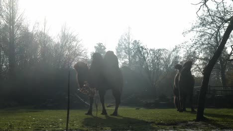 two bactrian camels grazing on green pasture in the zoo on a sunny morning