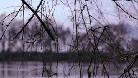 a barren branch drips water after a rainstorm down to the river below