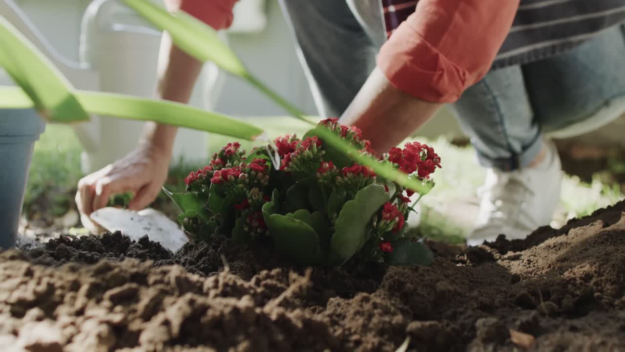 Unterkörperansicht einer älteren kaukasischen Frau, die Blumen in einem Gartenbeet umpflanzt, Zeitlupe