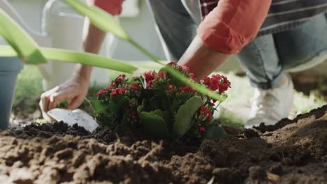 sección baja de una mujer caucásica mayor replantando flores en un lecho de flores del jardín, cámara lenta