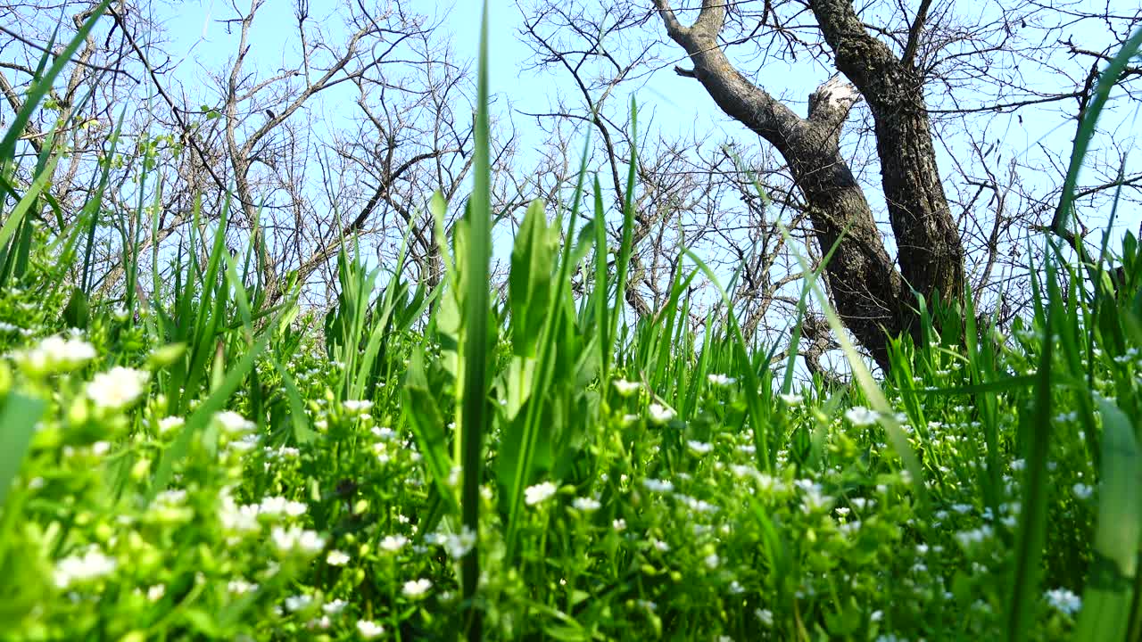 Spring flowers in a grass