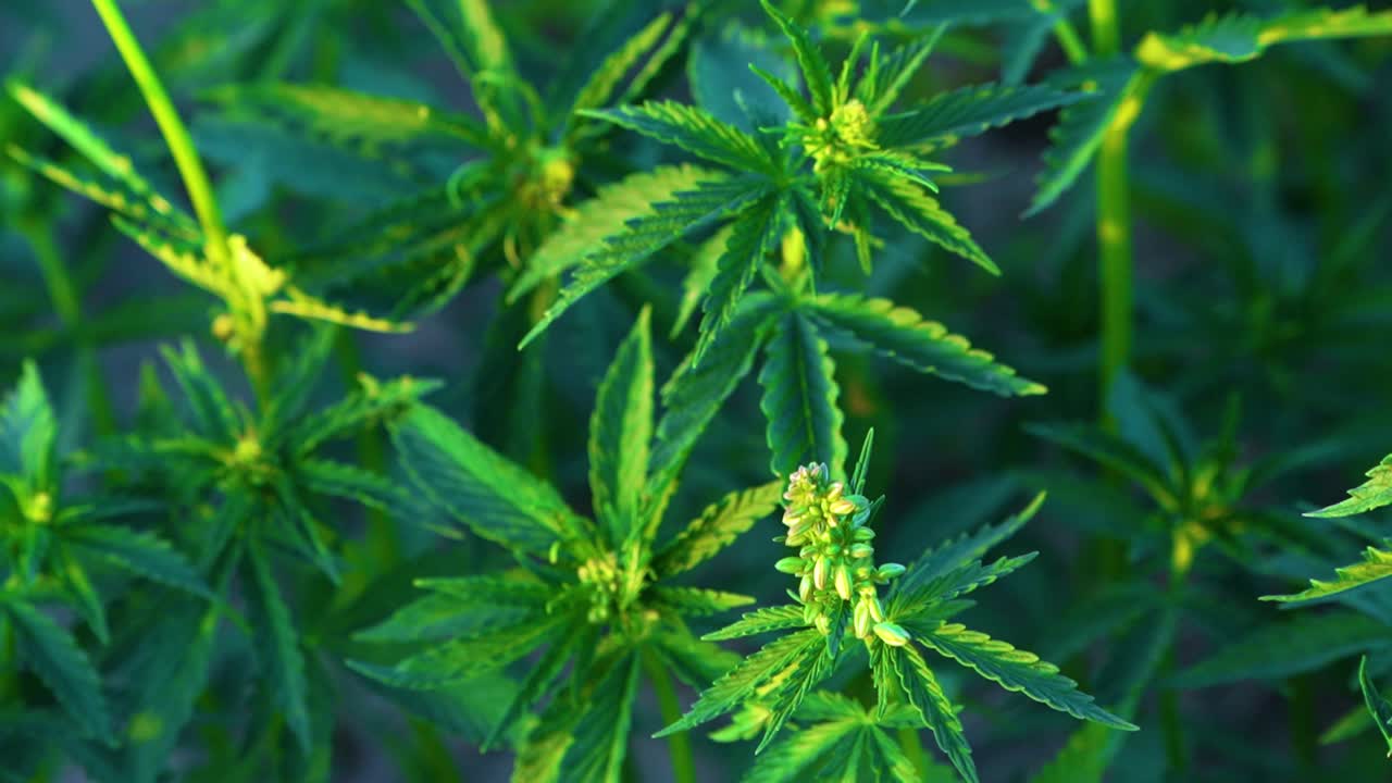 cáñamo cannabis sativa con capullos de flores durante la puesta de sol en los campos de campo