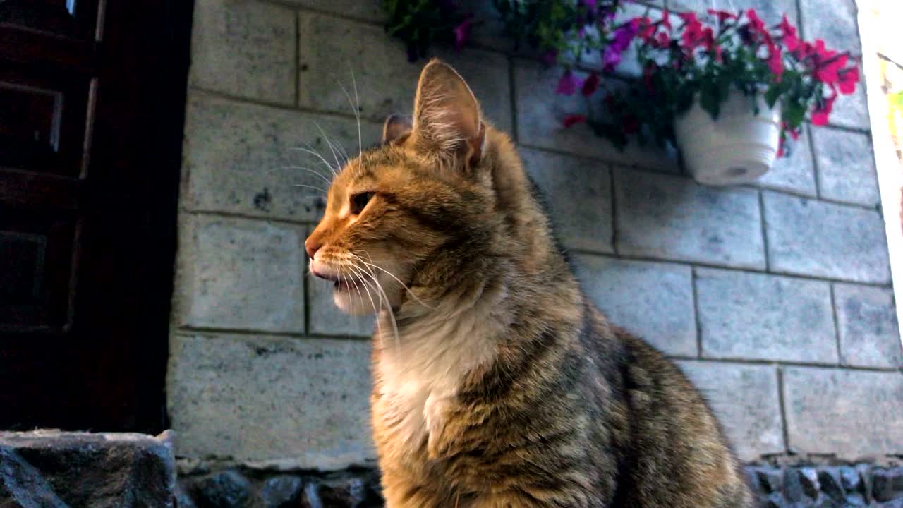 un gatto rosso all'aperto