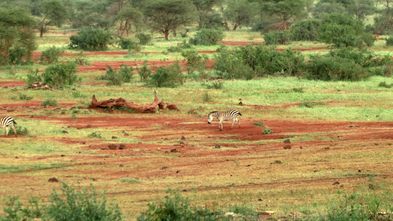 cebras caminando sobre su hábitat en una llanura en el parque nacional de tsavo west, kenia