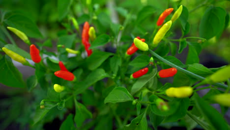 Close-up-of-Thai-Chili-pepper-garden